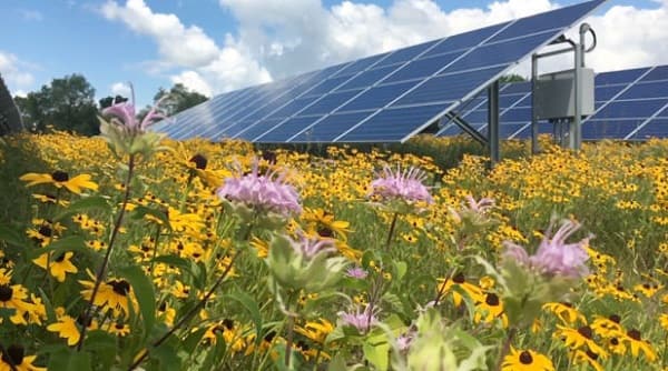 Community solar can be pollinator friendly and support local agriculture. Photo credit: Fresh Energy